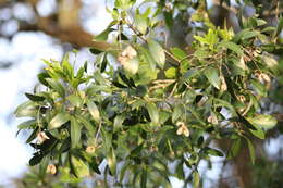 Image of Helietta apiculata Benth.