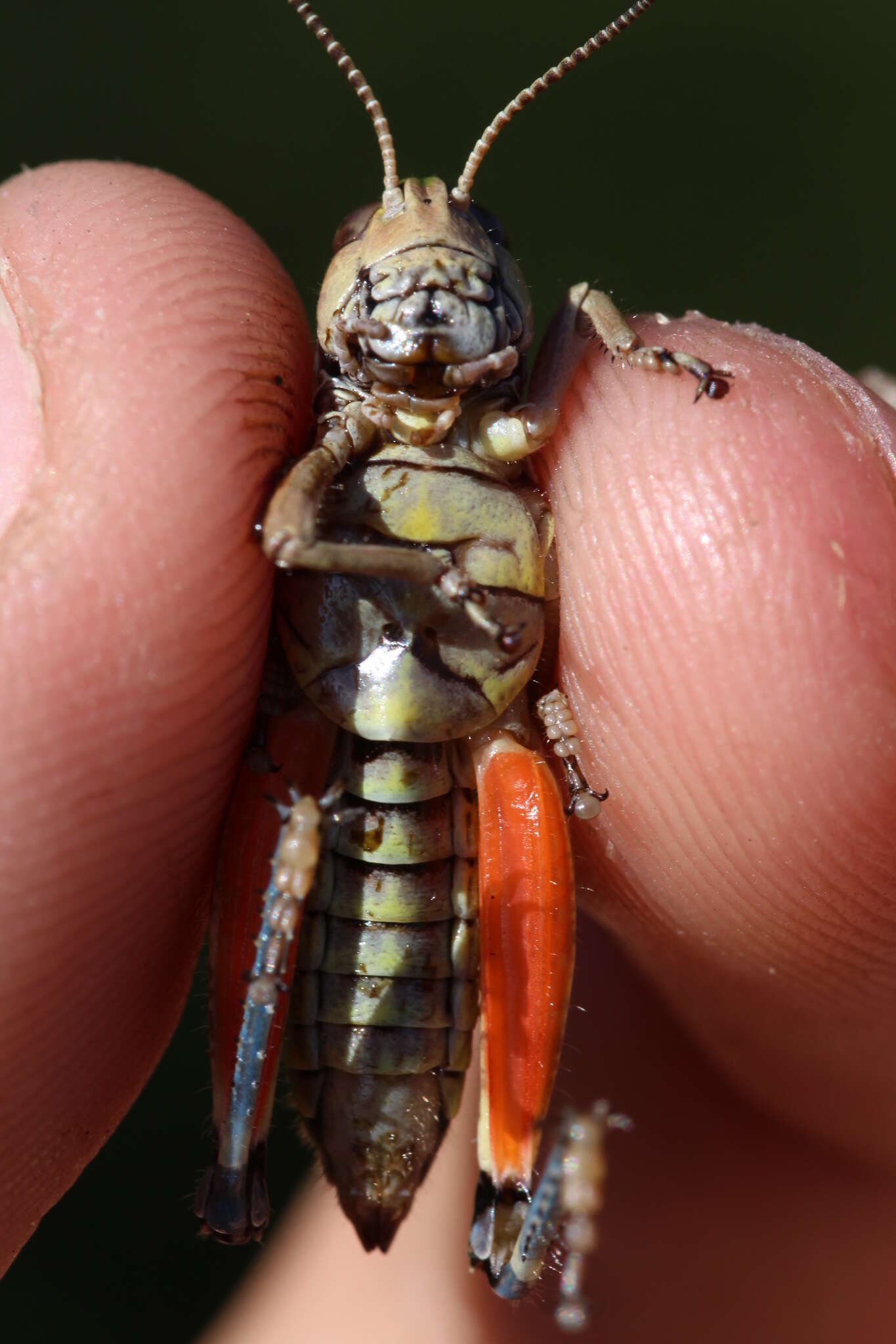 Plancia ëd Cophopodisma pyrenaea (Fischer 1853)