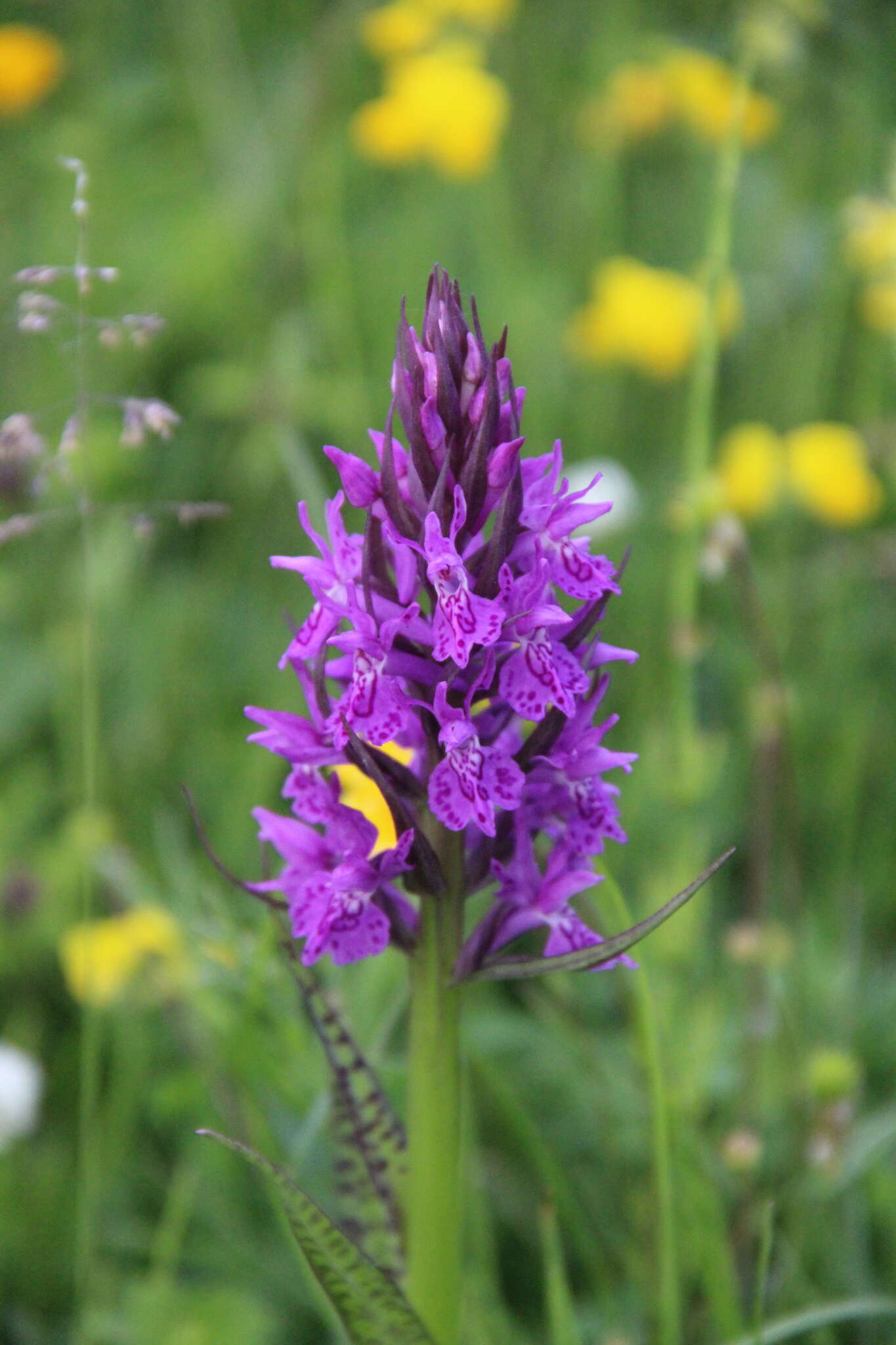 Dactylorhiza urvilleana (Steud.) H. Baumann & Künkele resmi