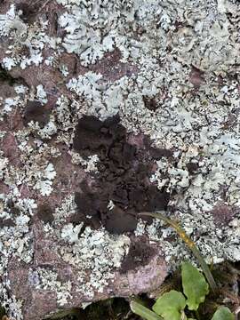 Image of Peppered rock tripe lichen