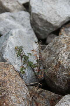 Imagem de Cardamine bipinnata (C. A. Mey.) O. E. Schulz