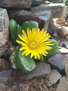 Image of Glottiphyllum suave N. E. Br.