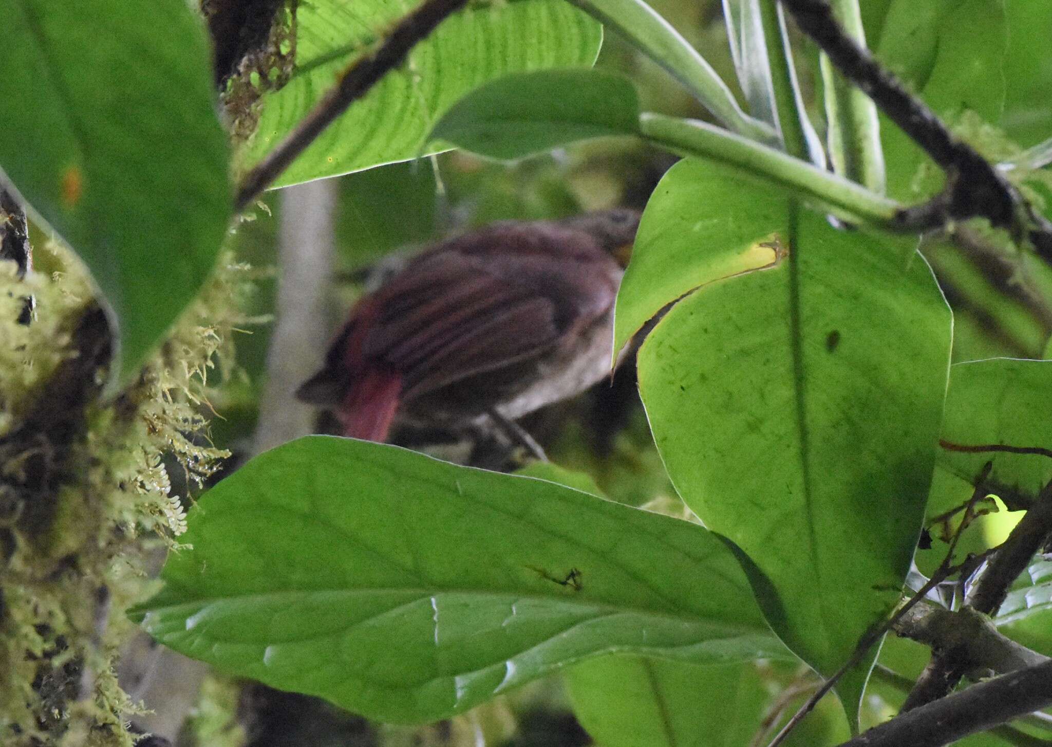 Image of Lineated Foliage-gleaner