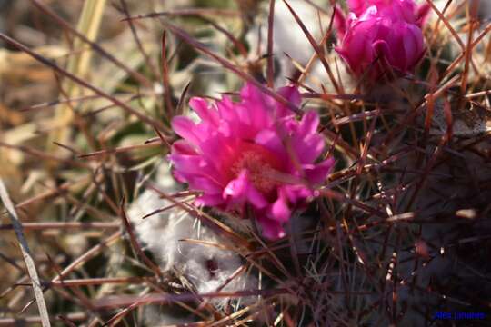 Image of Mammillaria standleyi (Britton & Rose) Orcutt