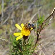 Image of Senecio subulatus D. Don ex Hook. & Arn.