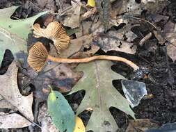 Image of Inocybe calospora Quél. 1881