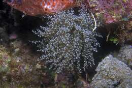 Image of Atlantic beaded anemone