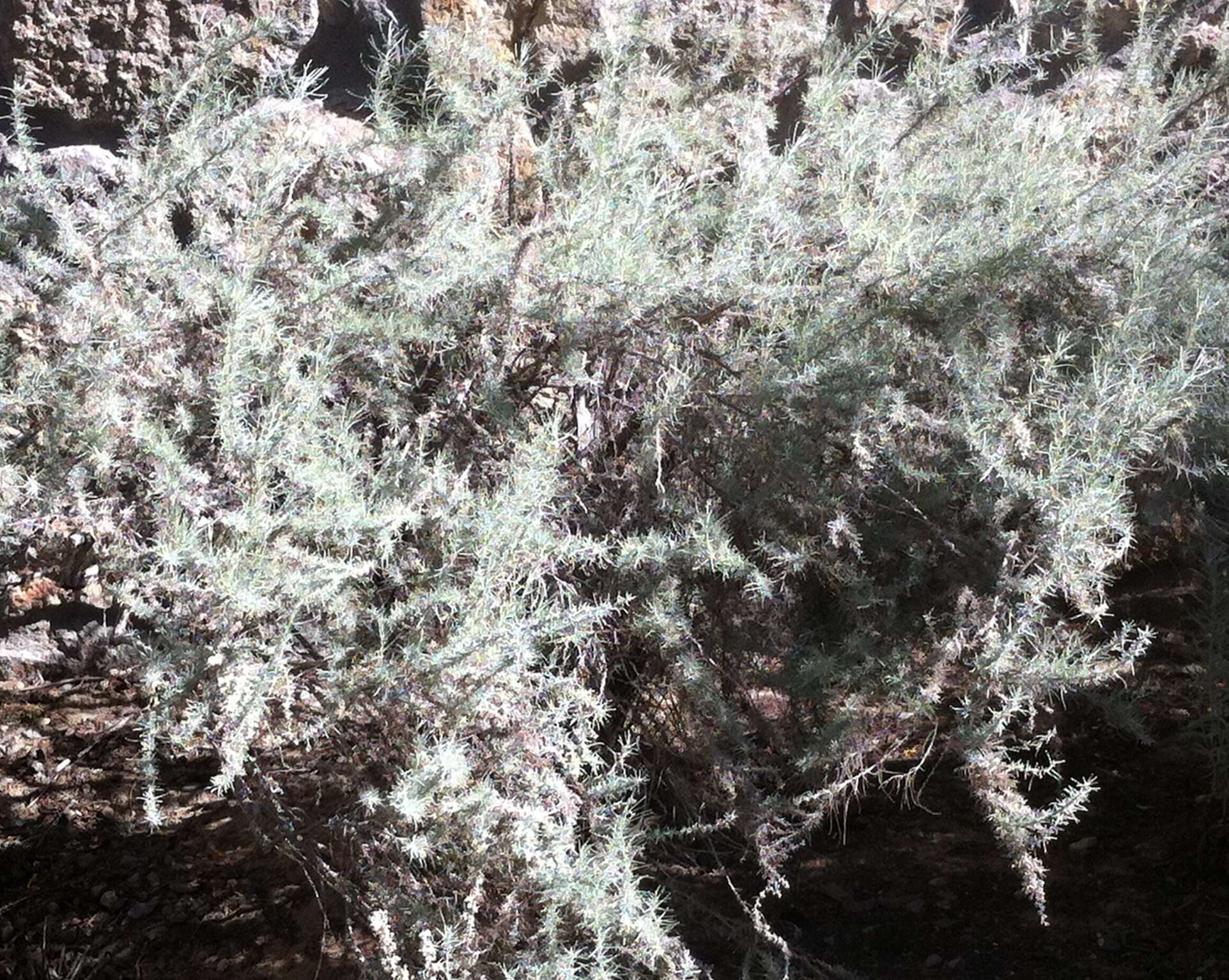 Artemisia filifolia Torr. resmi