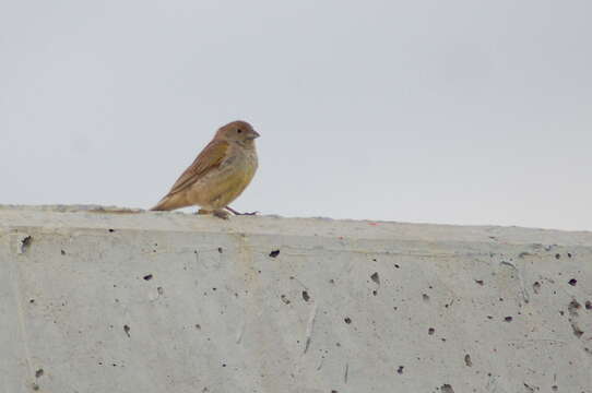 Image of Patagonian Yellow Finch