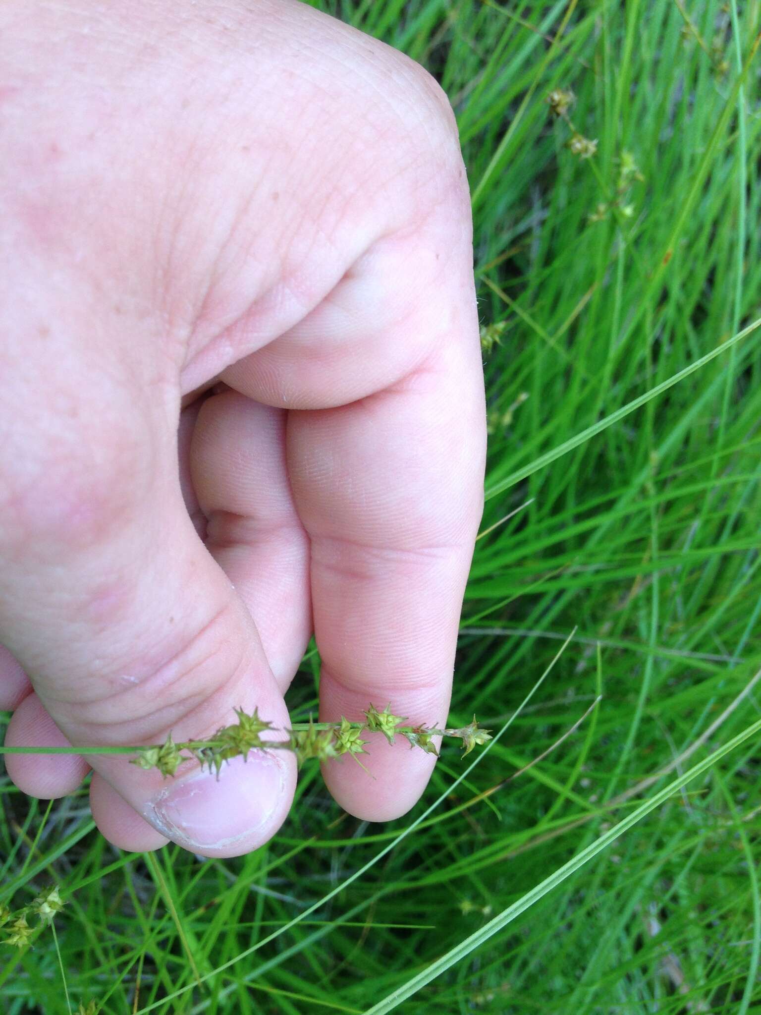 Image of prickly bog sedge