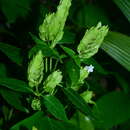 Plancia ëd Strobilanthes cumingiana (Nees) Y. F. Deng & J. R. I. Wood