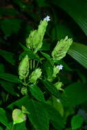 صورة Strobilanthes cumingiana (Nees) Y. F. Deng & J. R. I. Wood