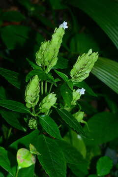 Plancia ëd Strobilanthes cumingiana (Nees) Y. F. Deng & J. R. I. Wood