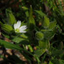 Image of forked chickweed