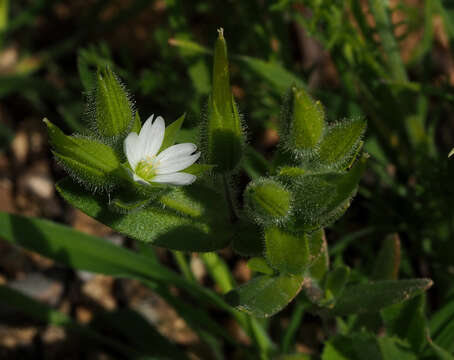 Imagem de Cerastium dichotomum L.