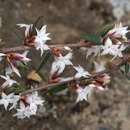 Image of Brachyloma depressum (F. Muell.) Benth.