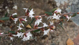 Image of Brachyloma depressum (F. Muell.) Benth.