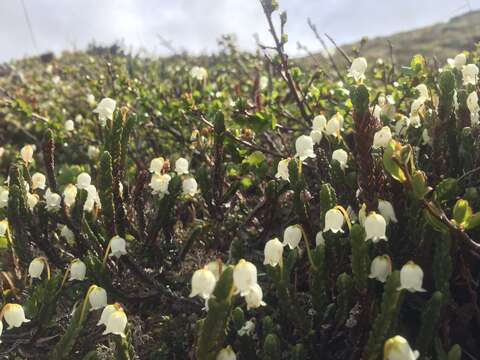 Image of white arctic mountain heather