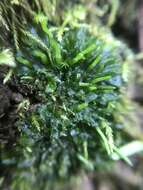 Image of hornwort