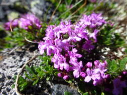 Image of Thymus glabricaulis