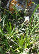 Image of Wild iris