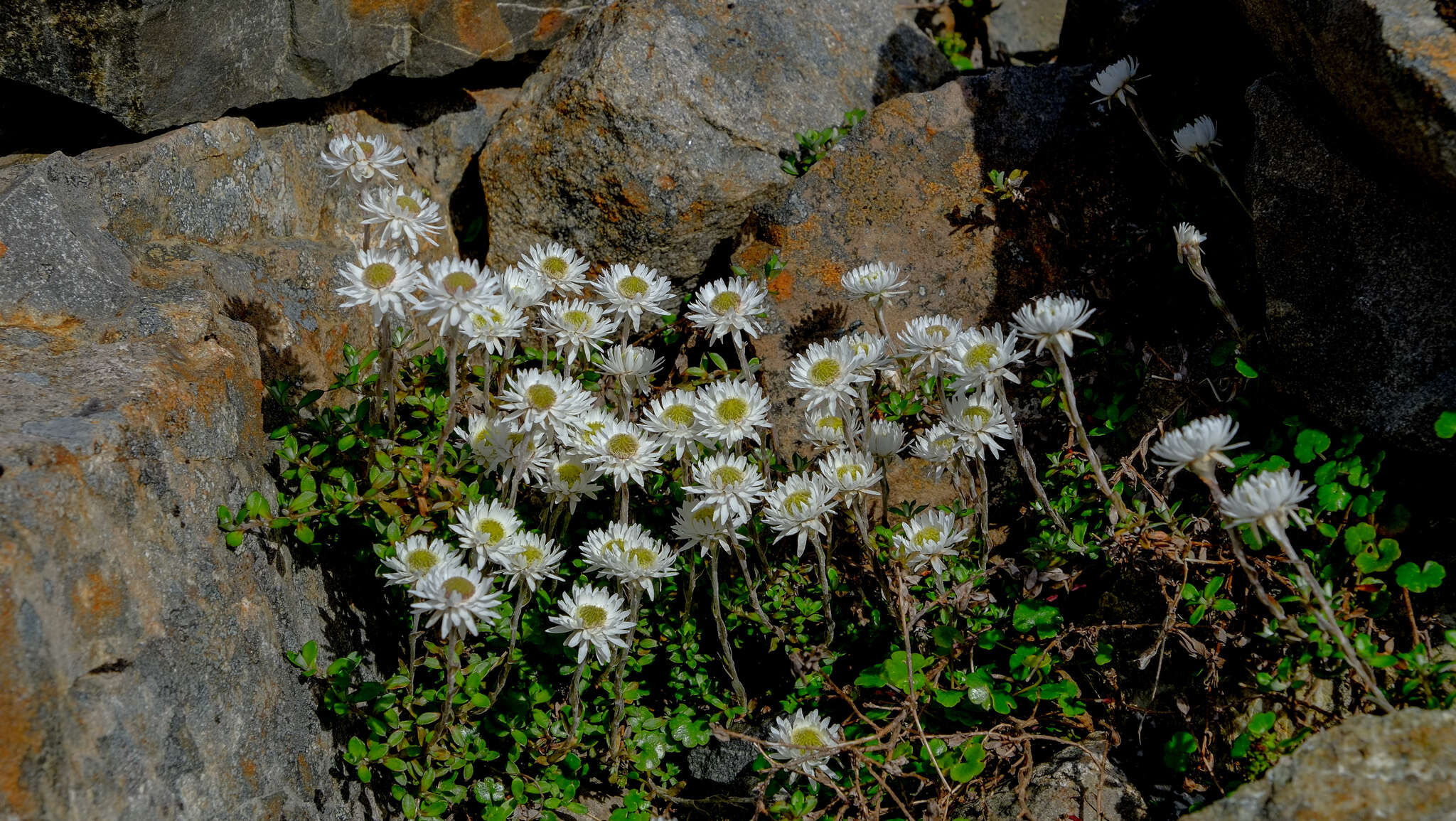 Plancia ëd Anaphalioides bellidioides (G. Forst.) D. Glenny