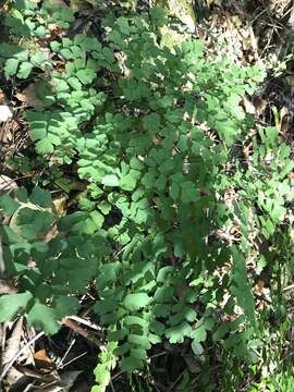 Image of fan maidenhair