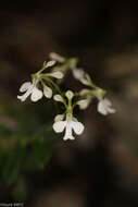 Imagem de Neobathiea spatulata H. Perrier