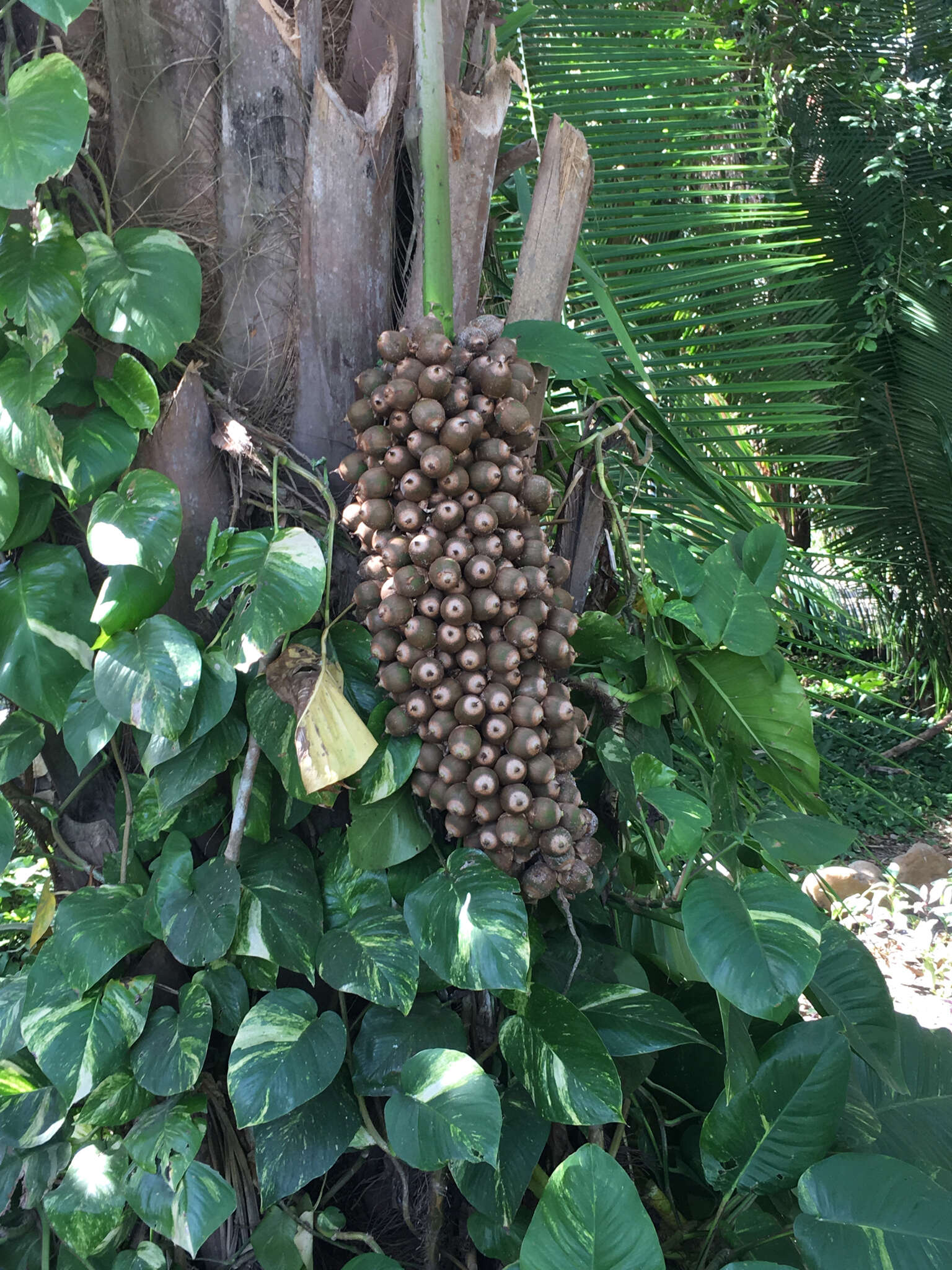 Image of Attalea guacuyule (Liebm. ex Mart.) Zona