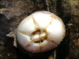 Image of chelonibiid barnacles