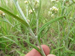 Слика од Pseudognaphalium gaudichaudianum (DC.) A. A. Anderberg