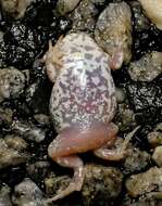 Image of Günther’s Toadlet