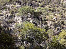 Image of Arizona Pine