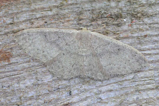 Image of Idaea eugeniata Millière 1872