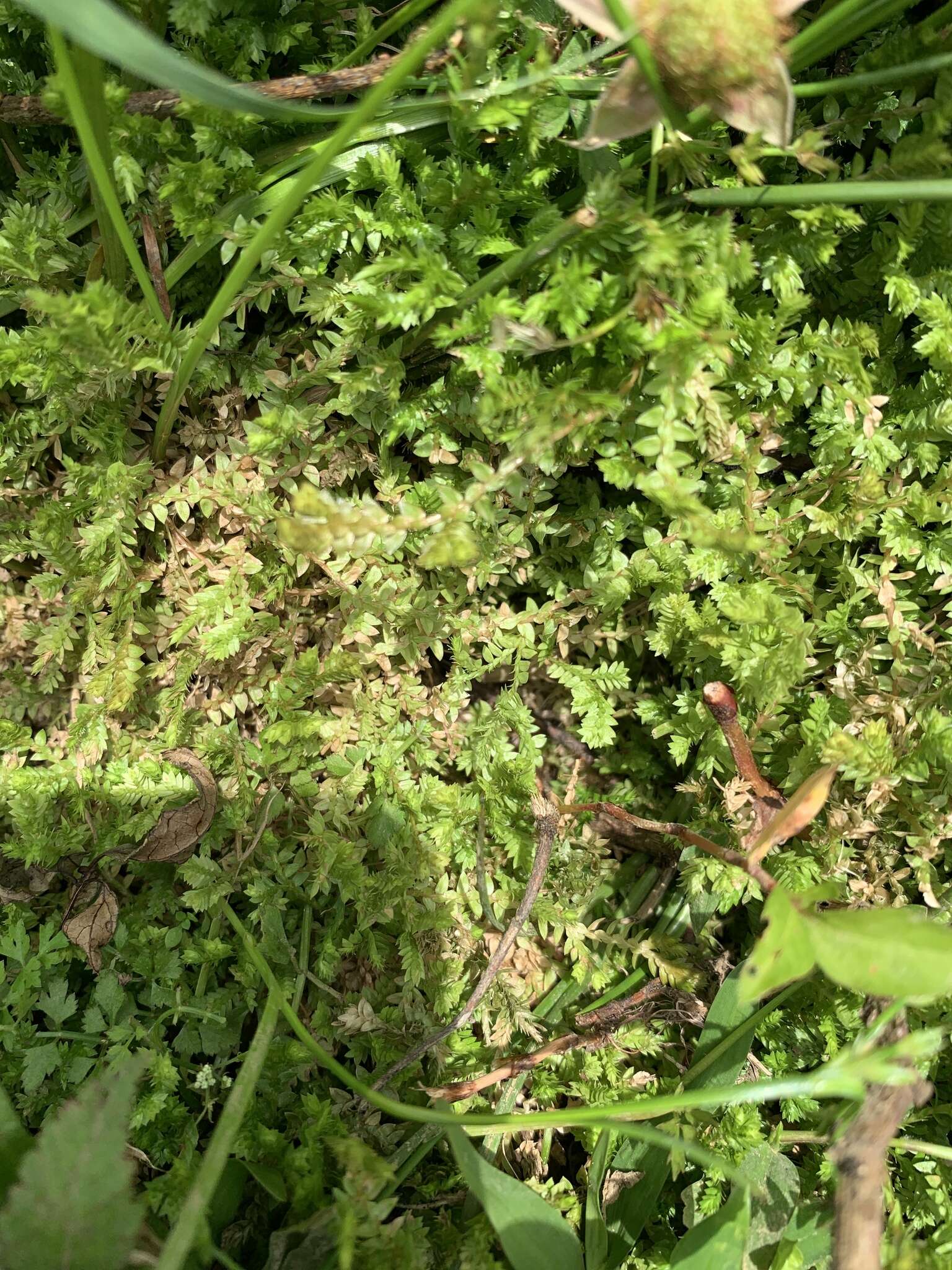 Image of Selaginella remotifolia Spring