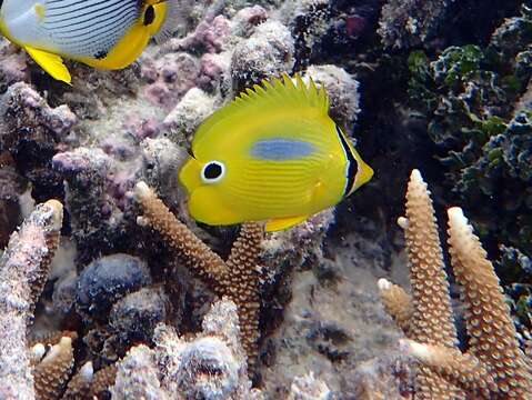 Image of Blue-dash Butterflyfish