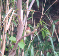 Image of Chestnut Bunting