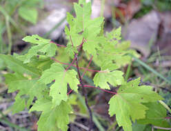 صورة Acer freemanii E. Murray