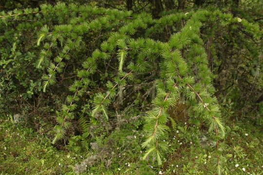 Image of Sikkim Larch