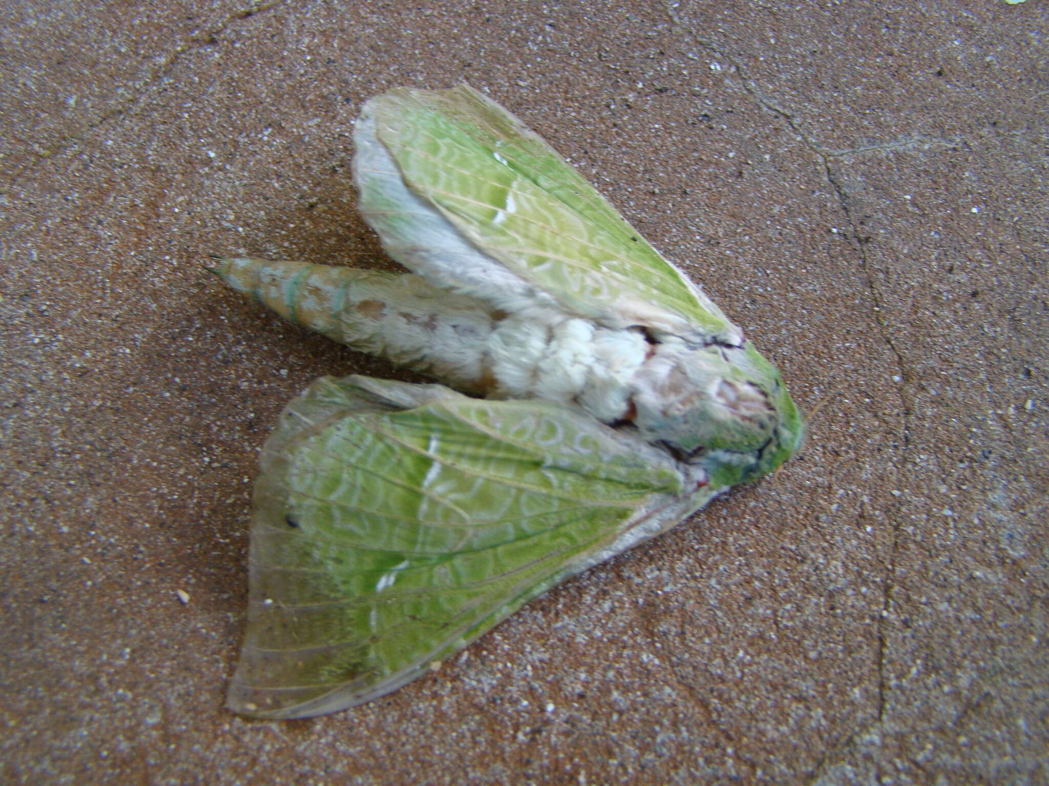 Image of <i>Aenetus virescens</i>