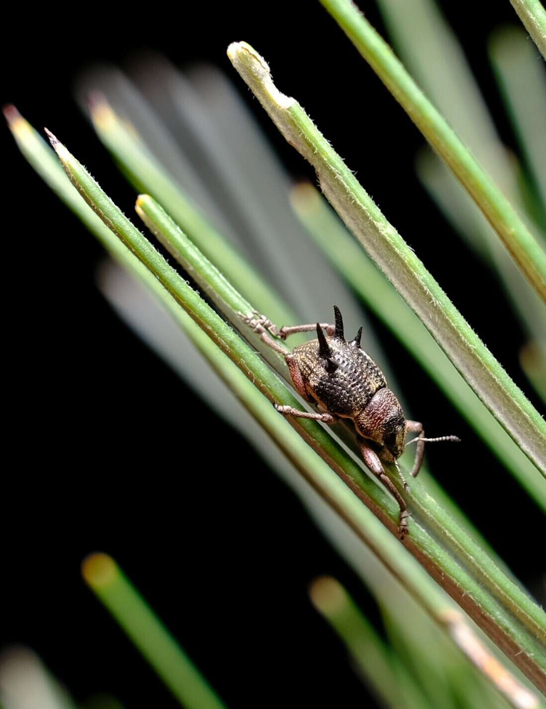 Image of Catasarcus bicolor R. T. Thompson 1968