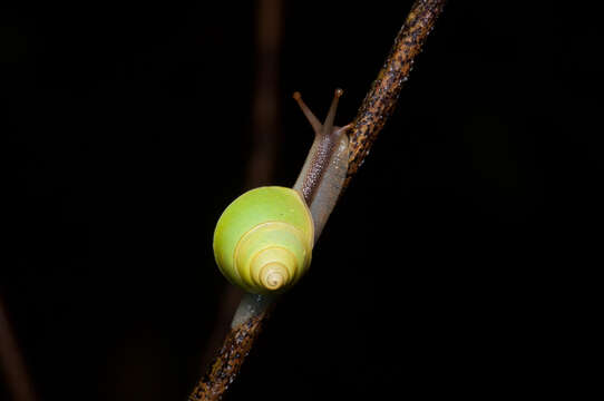 Image of Beddomea albizonata (Reeve 1849)