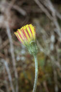 Image of Pilosella macrostolona (G. Schneid.) Sojak