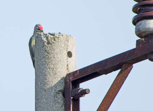 Image of Grey-faced Woodpecker