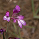 Sivun Gladiolus anatolicus (Boiss.) Stapf kuva
