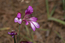 Image of Gladiolus anatolicus (Boiss.) Stapf