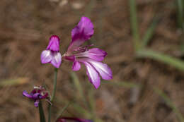 Imagem de Gladiolus anatolicus (Boiss.) Stapf