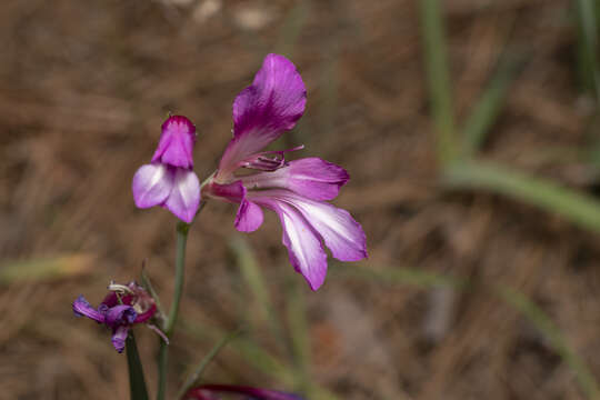 صورة Gladiolus anatolicus (Boiss.) Stapf