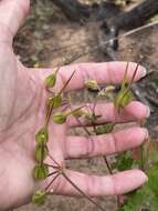 Imagem de Erodium macrophyllum Hook. & Arn.