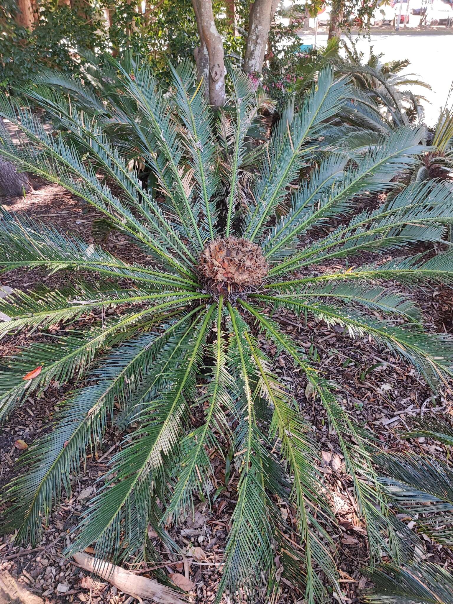 Image of Fern Palm